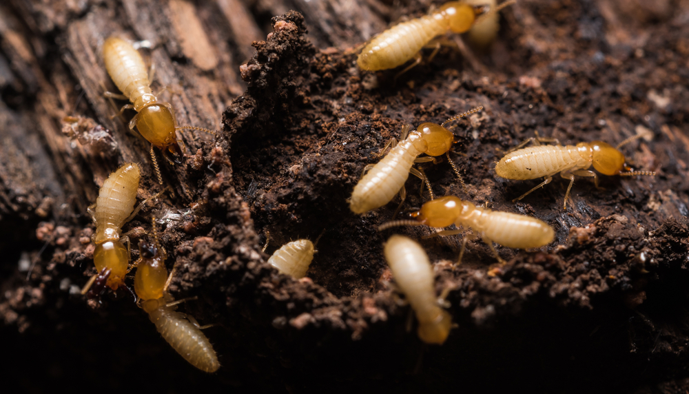 termite damage san diego